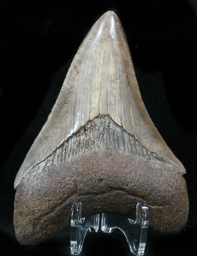 Megalodon Tooth - St Mary's River, Georgia #32849
